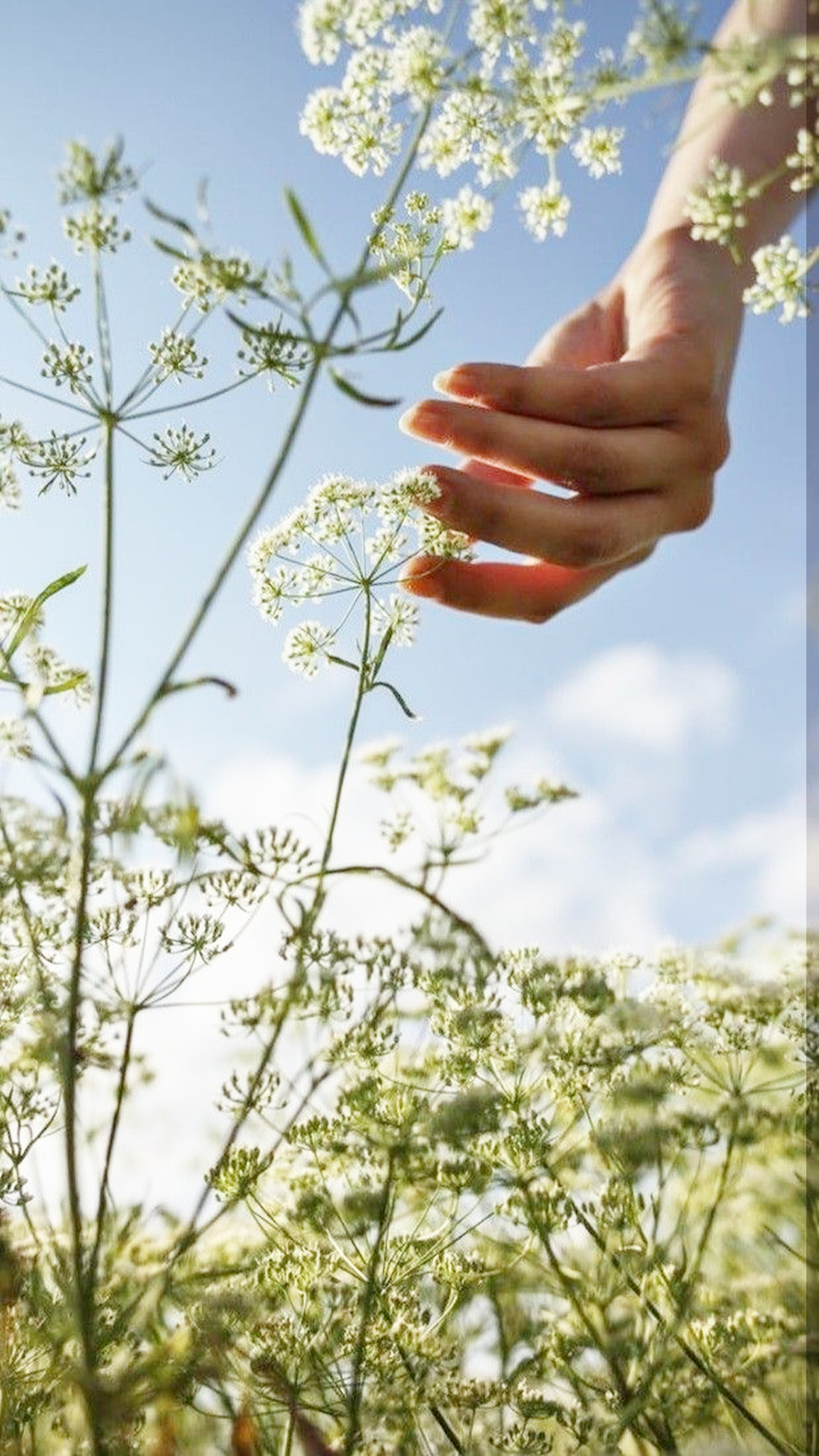 Una mano acaricia flores blancas bajo un cielo celeste